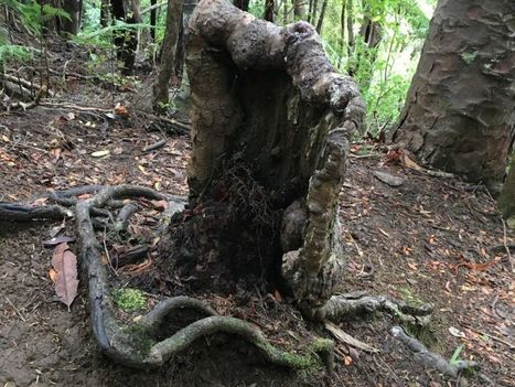 Kauri : la découverte qui change notre regard sur la forêt | GREENEYES | Scoop.it