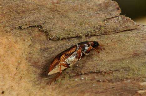 Une espèce de coléoptère aquatique redécouverte en Belgique après 68 ans d'absence | Histoires Naturelles | Scoop.it