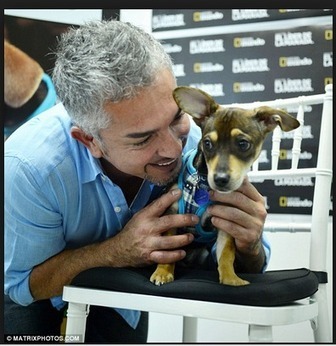 The Damage of the Dog Whisperer: A scientific critique of Cesar Millan’s theories and training methods. | a lifetime online | Scoop.it