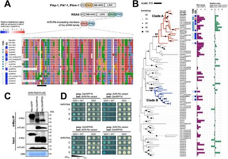 bioRxiv: The blast pathogen effector AVR-Pik binds and stabilizes rice heavy metal-associated (HMA) proteins to co-opt their function in immunity (2024) | Publications | Scoop.it