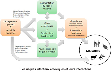 Le concept One Health : Ambitions, défis et difficultés d’une approche incontournable pour la santé | EntomoScience | Scoop.it