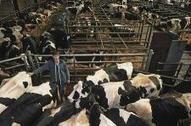 Redevance élevage : déclaration à faire avant le 31 mars 2012, sur papier ou via internet | SCIENCES DE L' ANIMAL | Scoop.it