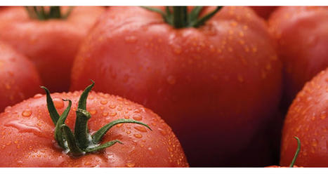 Syngenta lance une première variété de tomates résistantes au ToBRFV | HORTICULTURE | Scoop.it