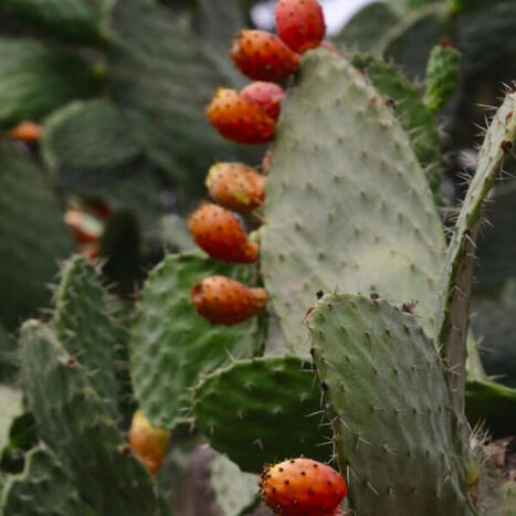 ALGERIA: In Ouled Derradj, the prickly pear paves the way for a new industry&nbsp; | CIHEAM Press Review | Scoop.it