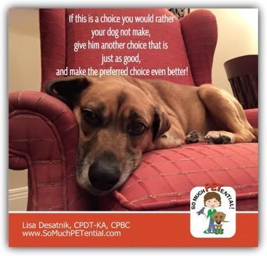 Keep Dogs Off The Sofa Lisa Desatnik Certifi