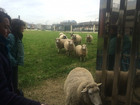 La berg&egrave;re urbaine - Information - France Culture | Nature en ville | Scoop.it