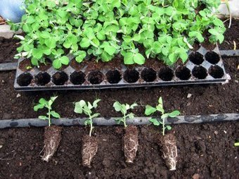 Options are endless for growing fruits, veggies from seeds | Gardening Life | Scoop.it