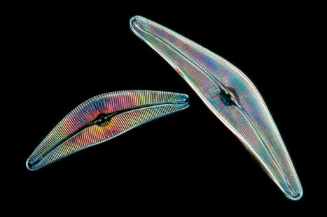 Les diatomées, joyaux des océans et sources d’oxygène | Biodiversité | Scoop.it