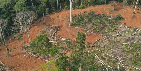 Cameroun : la déforestation s'est établie à environ 79% en 2021 selon la World Resources Institute (WRI) - Médiaterre | Ecosystèmes Tropicaux | Scoop.it