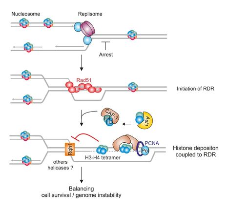L&rsquo;assemblage des nucl&eacute;osomes est n&eacute;cessaire &agrave; la r&eacute;activation des fourches de r&eacute;plication par la voie de la recombinaison homologue | Life Sciences Universit&eacute; Paris-Saclay | Scoop.it