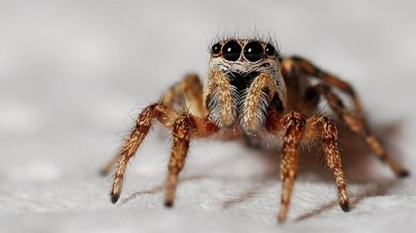 IG Nobel d'entomologie : les entomologistes ont peur des araignées | EntomoNews | Scoop.it