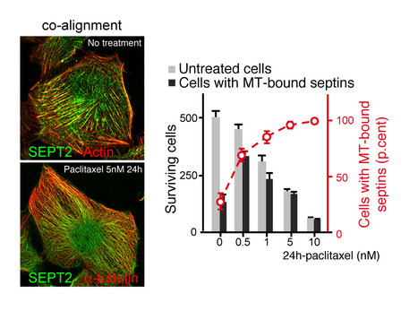 Le co-alignement des filaments de septines avec les microtubules est une caractéristique précoce de la résistance cellulaire acquise au paclitaxel | Life Sciences Université Paris-Saclay | Scoop.it