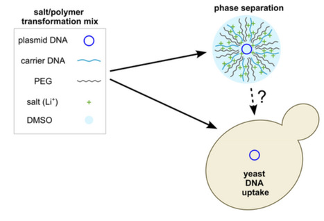 Approaches to Superefficient Yeast Transformations: DNA Phase Separation, Cell Growth State and Systematic Experimental Design | RMH | Scoop.it