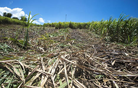 S&eacute;cheresse&nbsp;: En Guadeloupe, la future r&eacute;colte de canne &agrave; sucre en p&eacute;ril | Biodiversit&eacute; - @ZEHUB on Twitter | Scoop.it