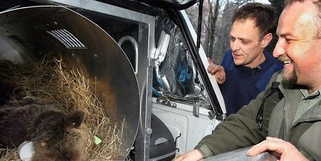 Pyr&eacute;n&eacute;es : de nouveaux l&acirc;chers pour sauver l'ours ? | Pastoralisme Ours Loups Lynx | Scoop.it