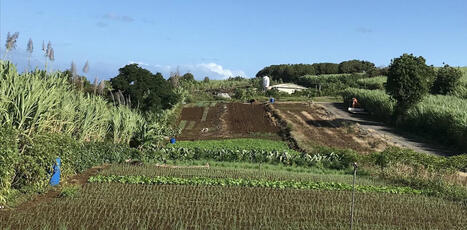 L’île de La Réunion pourrait-elle atteindre la souveraineté alimentaire ? | Elevage et société | Scoop.it
