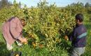 Campagne agricole 2012-2013: La production des arbres baisse de 20 à 30% - Aufait Maroc | Agriculture et Alimentation Durable Méditerranéenne | Scoop.it