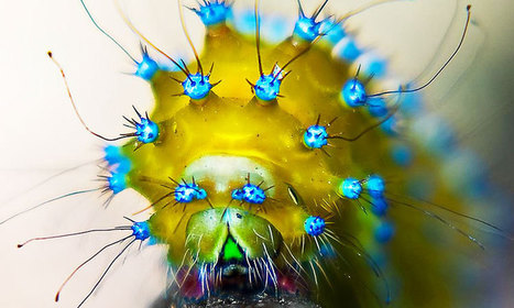 30 chenilles étranges et sublimes dont les couleurs vous émerveilleront | Variétés entomologiques | Scoop.it