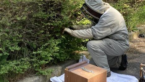 Un essaim de 25000 abeilles sauv&eacute; sur le campus de la fac des sciences &eacute;conomiques de Reims | Le fil d'actualit&eacute;s de l'URCA | Scoop.it