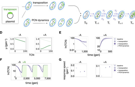 Transposon-plasmid nesting enables fast response to fluctuating environments | Brveco | RMH | Scoop.it