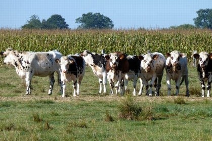 L'élevage bovin ne fait plus recette en France | SCIENCES DE L' ANIMAL | Scoop.it