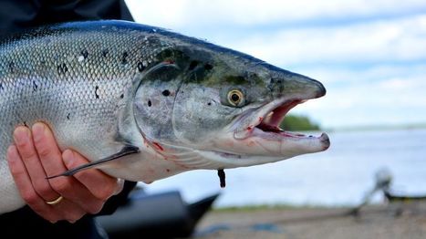 Lohi nousee enn&auml;tystahtiin &ndash; Simojoella yli 250 lohta vuorokaudessa | 1Uutiset - Lukemisen t&auml;hden | Scoop.it