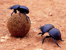 La danse du bousier | Pour la Science | EntomoNews | Scoop.it