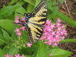 Welcoming the Butterflies | Gardening Life | Scoop.it