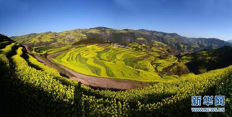 Une mer de fleurs de colza au Yunnan | Kunming-Yunnan | Scoop.it