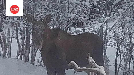Katso video: Hirvi tuli l&auml;hes Mirjan ikkunasta sis&auml;&auml;n | MTV Uutiset | 1Uutiset - Lukemisen t&auml;hden | Scoop.it