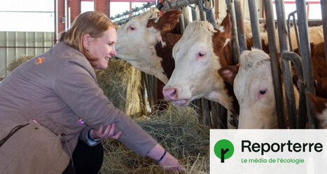 Dermatose bovine&nbsp;: trois mois plus tard, &laquo;&nbsp;on ne dig&egrave;re pas, on n&rsquo;oublie pas&nbsp;&raquo; | Actualit&eacute; B&eacute;tail | Scoop.it