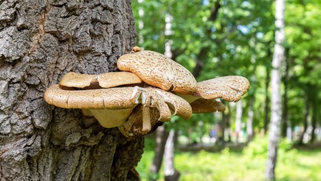 Scientists uncover potentially game-changing universal new benefit after planting mushrooms: 'Unsung hero' | Industry 411 - Waste Management | Scoop.it