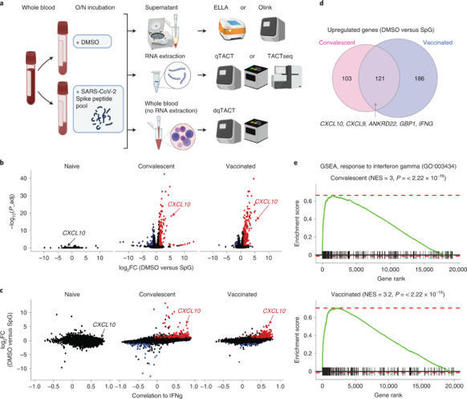 Rapid, scalable assessment of SARS-CoV-2 (CoVid19) cellular immunity by whole-blood PCR | Amazing Science | Scoop.it