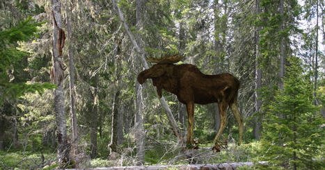 Bazaar-Oppitori: Vanha kunnon Paint on j&auml;ljell&auml; Windows 11:ss&auml; | 1Uutiset - Lukemisen t&auml;hden | Scoop.it