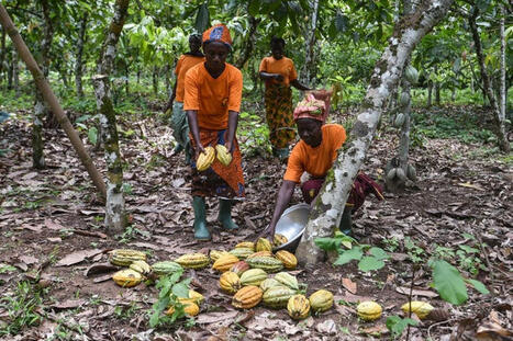 Les œufs de Pâques ont un goût amer pour les paysans du cacao | Les Colocs du jardin | Scoop.it