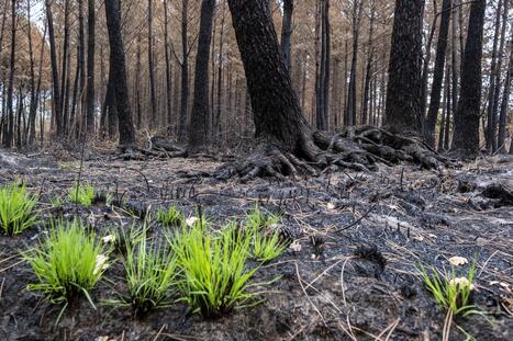 Incendies&nbsp;: penser la for&ecirc;t de demain, une &laquo;&nbsp;n&eacute;cessit&eacute; imm&eacute;diate&nbsp;&raquo; pour le Parc naturel r&eacute;gional des Landes de Gascogne | Landes | Scoop.it