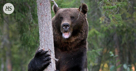 Virkamiehet vastustavat karhun ja ilveksen metsästyksen laajennusta: "Hyvin kyseenalaista" | HS.fi | 1Uutiset - Lukemisen tähden | Scoop.it