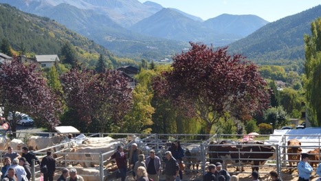 Alpes de Haute-Provence : foire de bovins à Seyne les Alpes | Actualité Bétail | Scoop.it