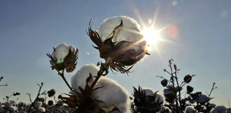 AG-TECH : Cotton breeders are using genetic insights to make this global crop more sustainable | INNOVATIONS | Scoop.it