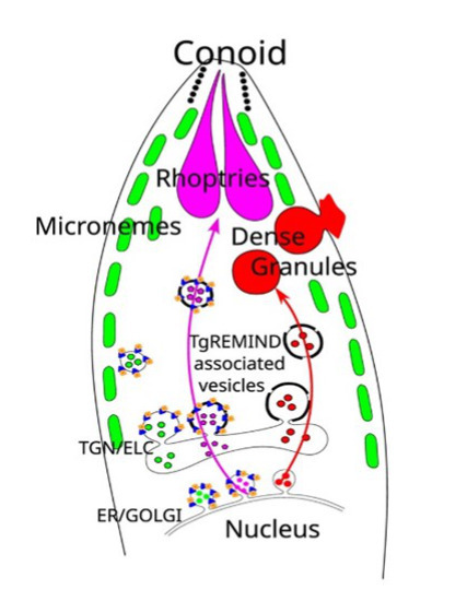 Toxoplasma membrane inositol phospholipid binding protein TgREMIND is essential for secretory organelle function and host infection | I2BC Paris-Saclay | Scoop.it