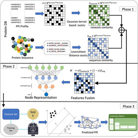 Protein features fusion using attributed network embedding for predicting protein-protein interaction | BMC | RMH | Scoop.it
