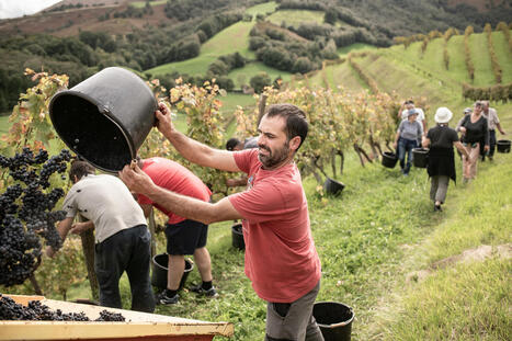 L’AOP Irouleguy fête son terroir après une année « dans la moyenne » | Euskal Herria | MEDIABASK | BABinfo Pays Basque | Scoop.it