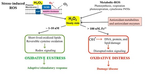 Review in Compr Rev Food Sci • Duarte-Sierra Lab 2020 • Abiotic stress hormesis: An approach to maintain quality, extend storability, and enhance phytochemicals on fresh produce during postharvest | Reviews | Scoop.it