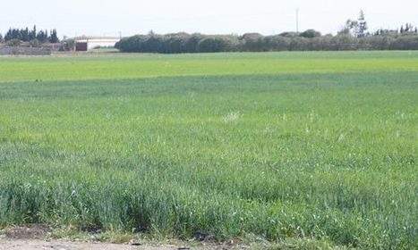 Développement agricole : Le savoir-faire marocain mis en avant à Abidjan - LE MATIN.ma | MED-Amin network | Scoop.it
