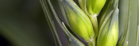 Genetically modified (GM) plants: questions and answers | Plant Biology Teaching Resources (Higher Education) | Scoop.it