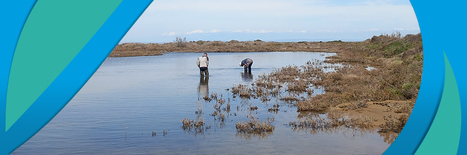 Lettre des lagunes - mai 2024 | Biodiversité | Scoop.it