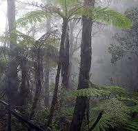 Cloud Forests Fading in the Mist, Their Treasures Little Known | BIODIVERSITY IS LIFE  – | Scoop.it