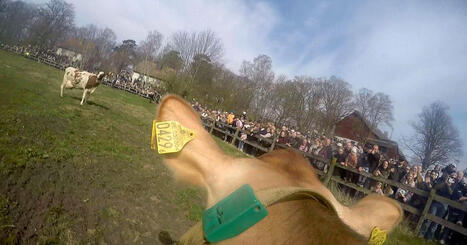 H&auml;r filmar kon sitt eget kosl&auml;pp &ndash; framf&ouml;r storpublik | 1Uutiset - Lukemisen t&auml;hden | Scoop.it