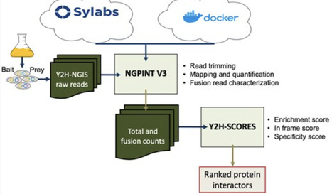 NGPINT V3: A containerized orchestration Python software for discovery of next-generation protein–protein interactions | bft | RMH | Scoop.it