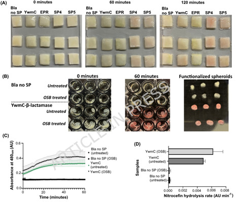 A signal peptide-guided approach towards in situ functionalization of bacterial nanocellulose in Komagataeibacter rhaeticus | Jbe | RMH | Scoop.it